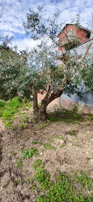 Vendo oliveiras centenárias