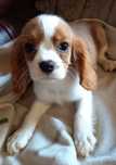 Cavalier King Charles