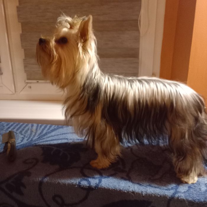Suczka Yorkshire terrier FCI