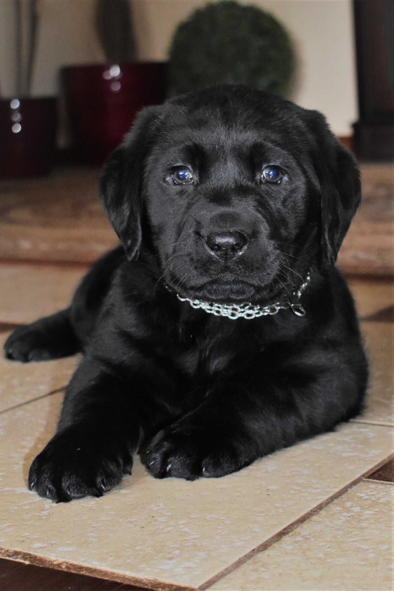 Labrador Szczeniak Czarny DOGOTERAPIA Cert. badań genetycznych