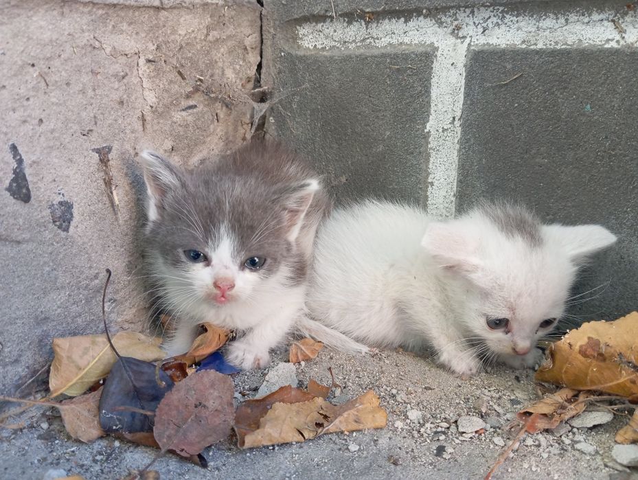 віддам кошенят в добрі руки