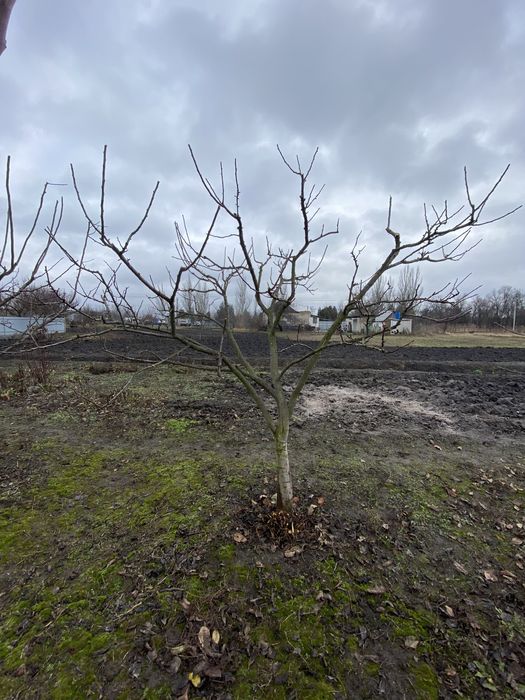 Професійна обрізка фруктових дерев.Для тих кто любить смачні фрукти