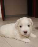 Coton de Tulear szczenięta Sosnowiec