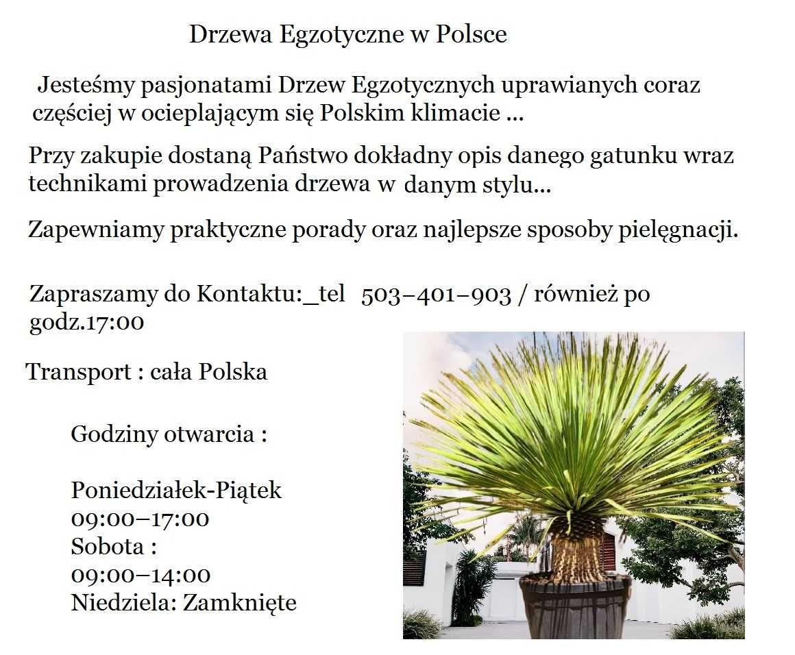 Drzewo Granatu 30 lat jak Oliwka Bonsai Wrocław okolice Transport Fv