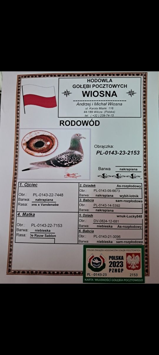 Gołębie Pocztowe A i M Wiosna Orginały z Rodowodem