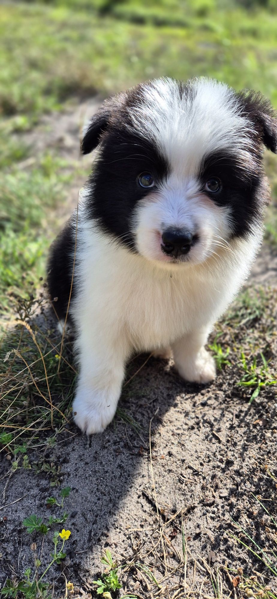 Piesek border collie