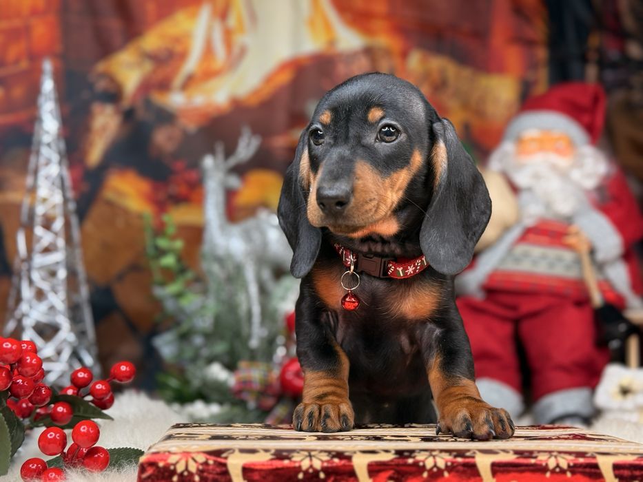 Jamnik krótkowłosy suczka