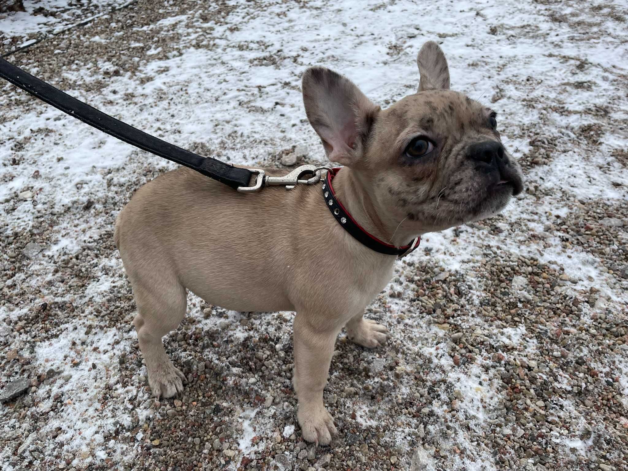Buldog Francuski, Suczka Buldoga Francuskiego, nie pies