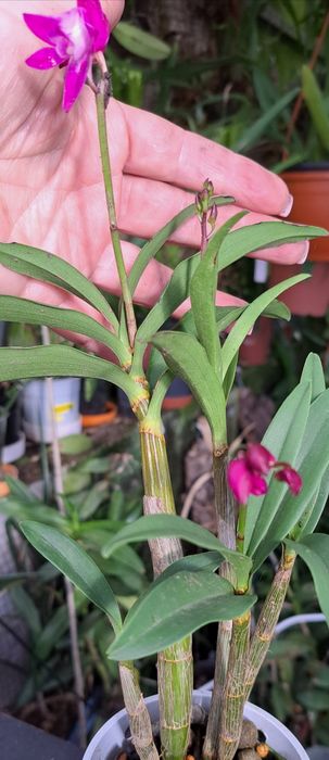 Vendo Dendrobium  kingianum de cor rosa choque.