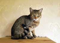 Добрая и трогательная девочка Капелла, полосатый окрас, кошка, кот