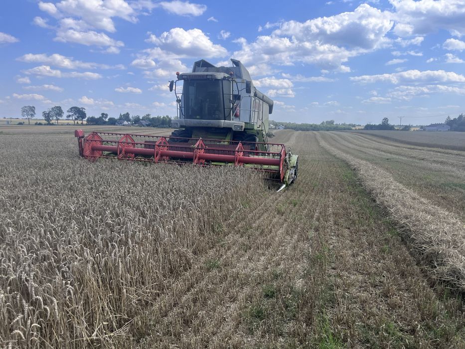 Koszenie kukurydzy,Claas 4x4, wapnowanie , obornik , uslugi transport,