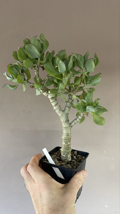 Бонсай. Крассула минор и др. Сорта