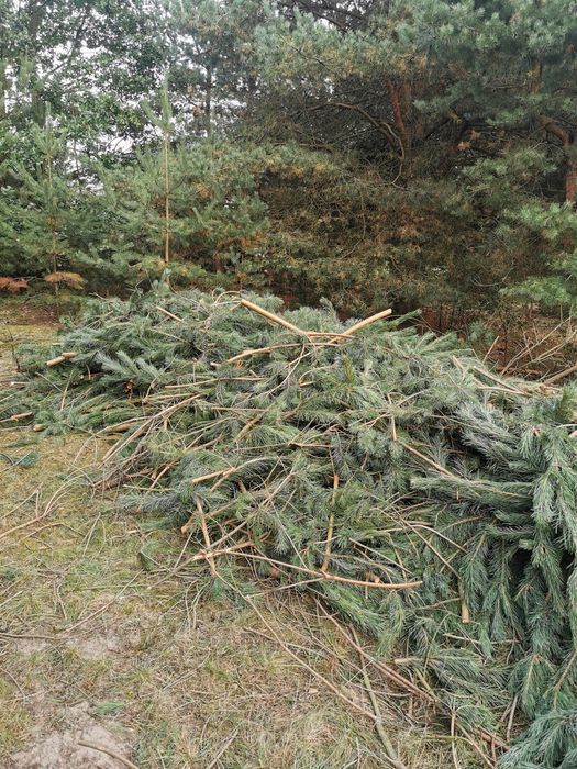 Oddam za darmo gałęzie na zrębki, opał