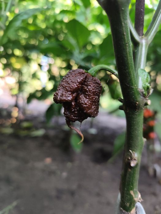 Набір насіння надгострого перцю  Carolina Reaper 50 шт
