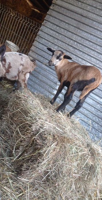 Tryk Barbados młody