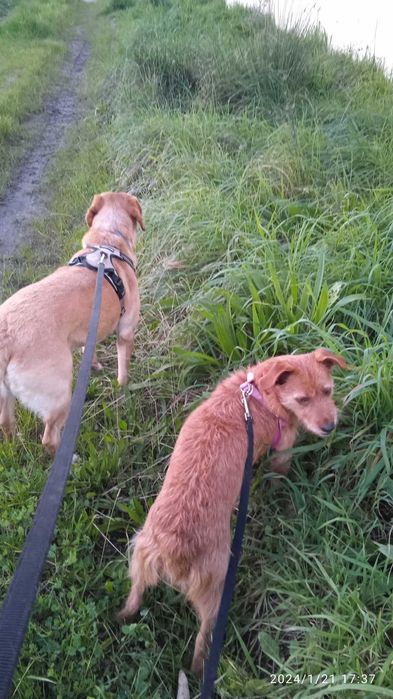 Petsitting Porto e arredores