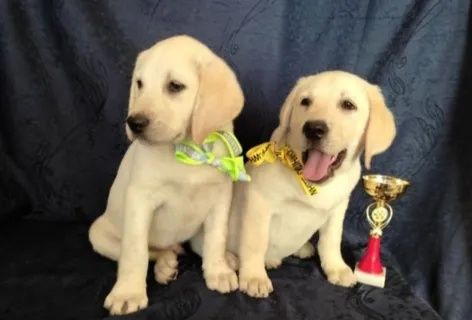 Продам щенков Лабрадор