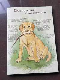 Pies Labrador obrazek na drewnie