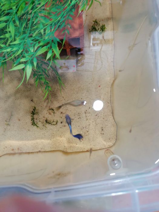 Guppys moscow blue a reproduzir