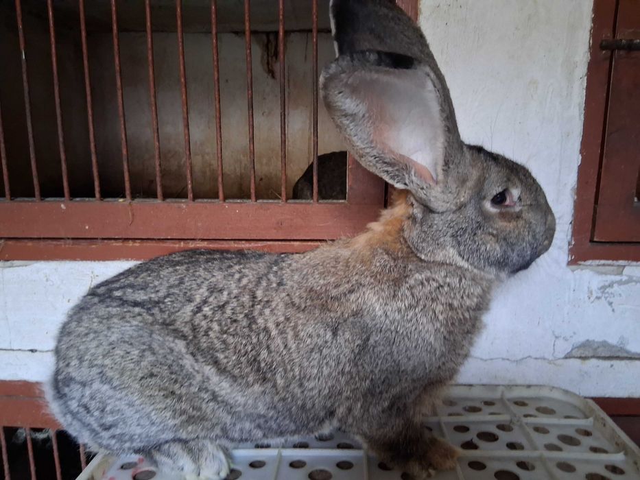 Króliki olbrzymy belgijskie