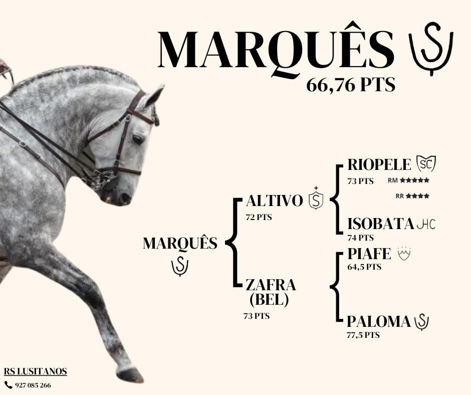 Cavalos lusitanos