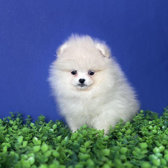 хлопчик шоу классу тип ведмедика