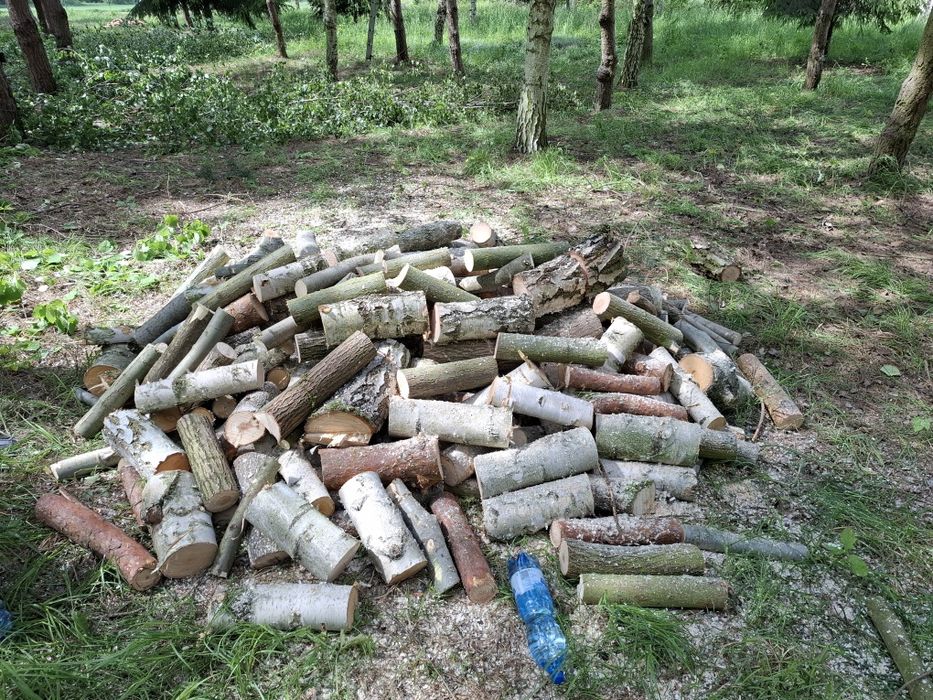 Wycinka drzew metodą linową, usuwanie posuszu i wiatrołomów