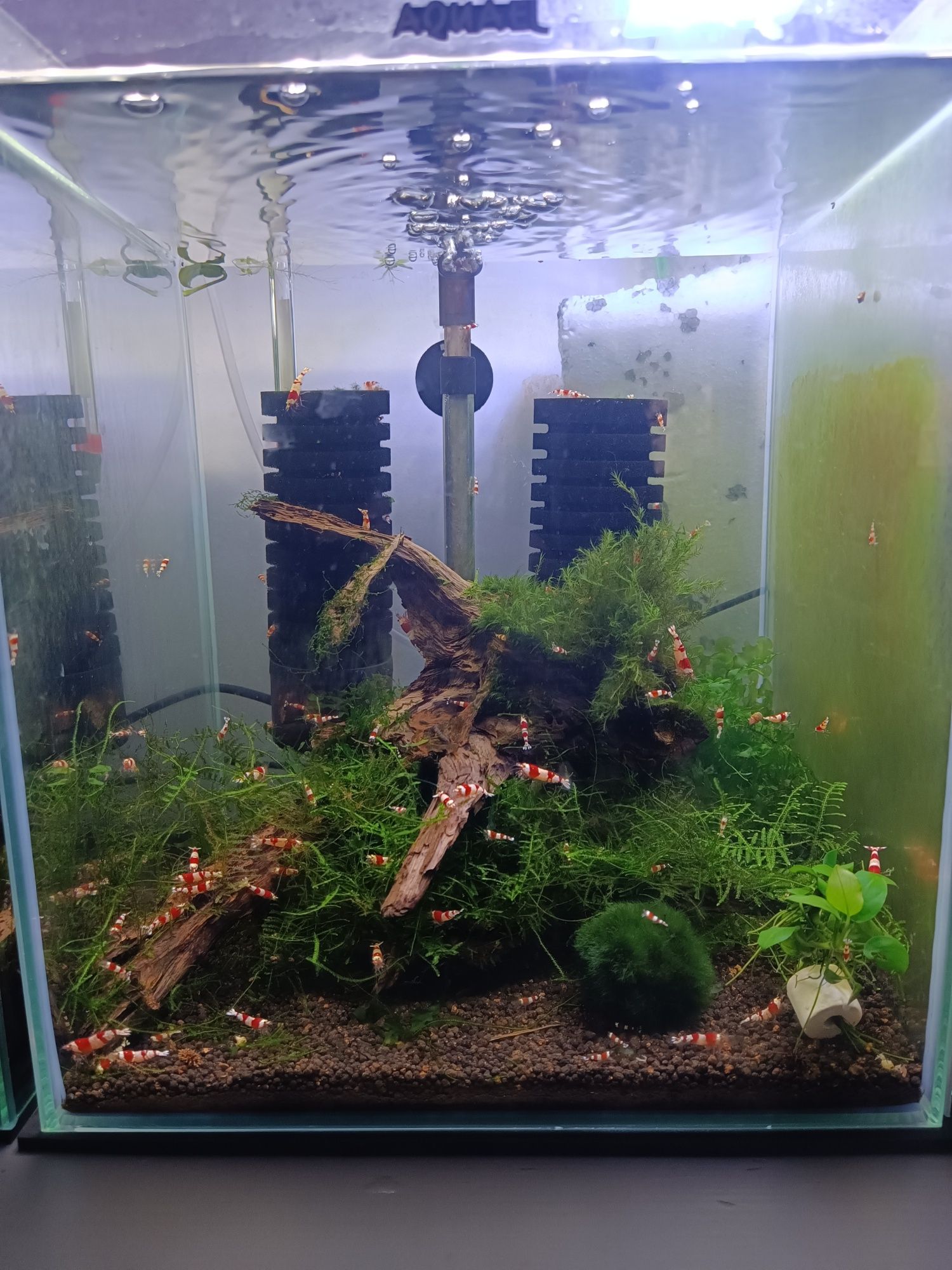 Krewetki caridina Crystal Red, Red bee,