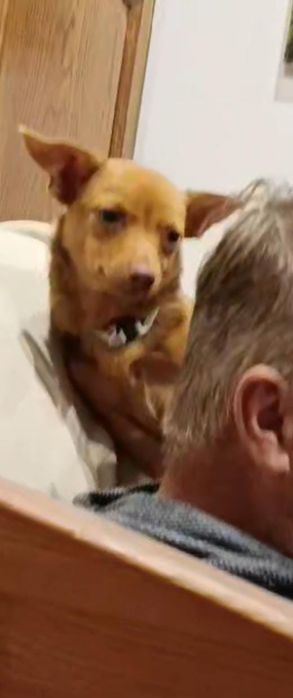 Szczeniak chihuahua z rodowodem młody śliczny pies piesek