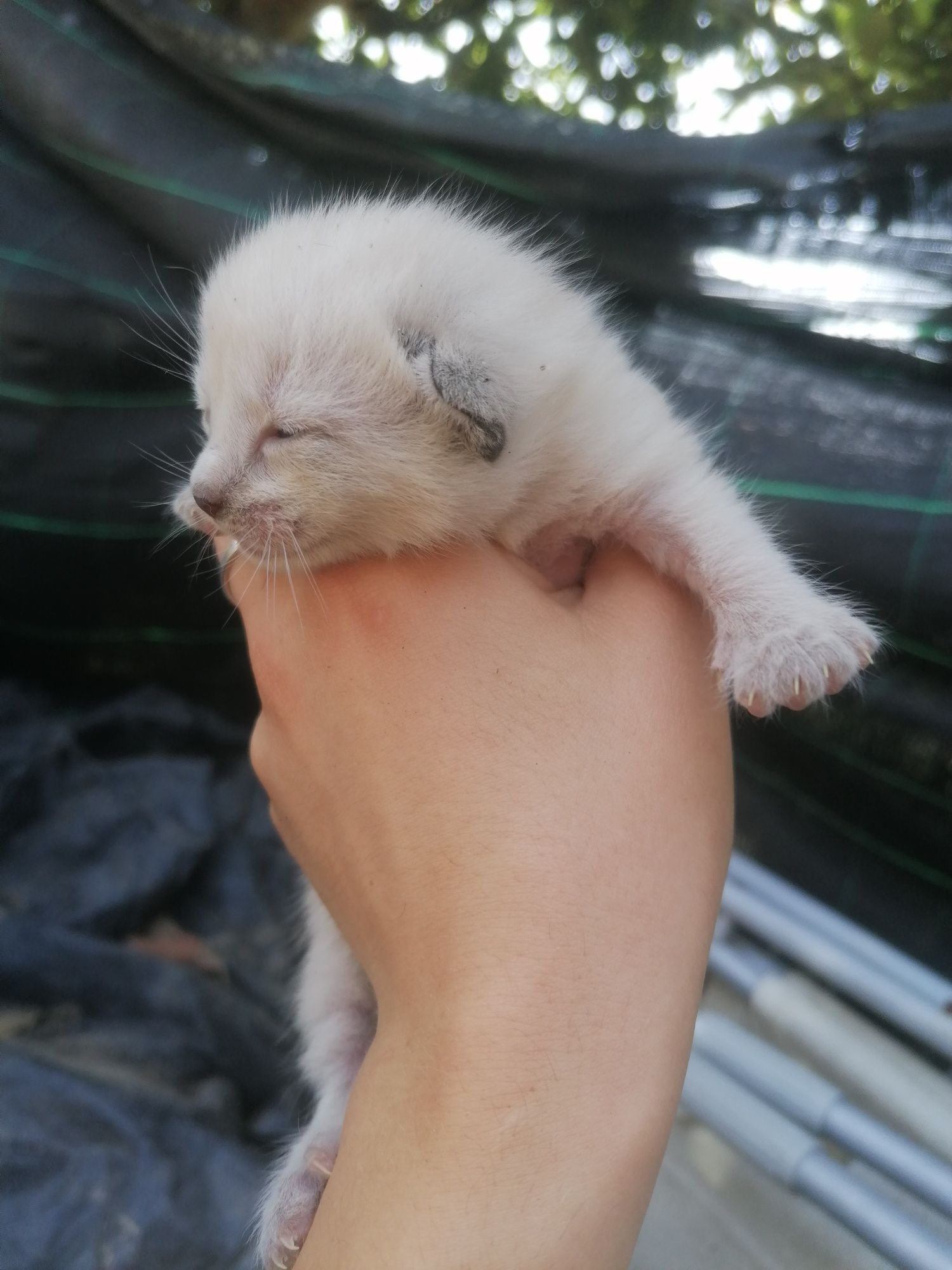 Gatinhos bebés para dar