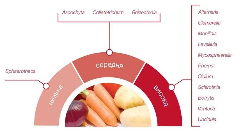 Сигнум Плюс - мощный универсальный фунгицид + Схема обработок.