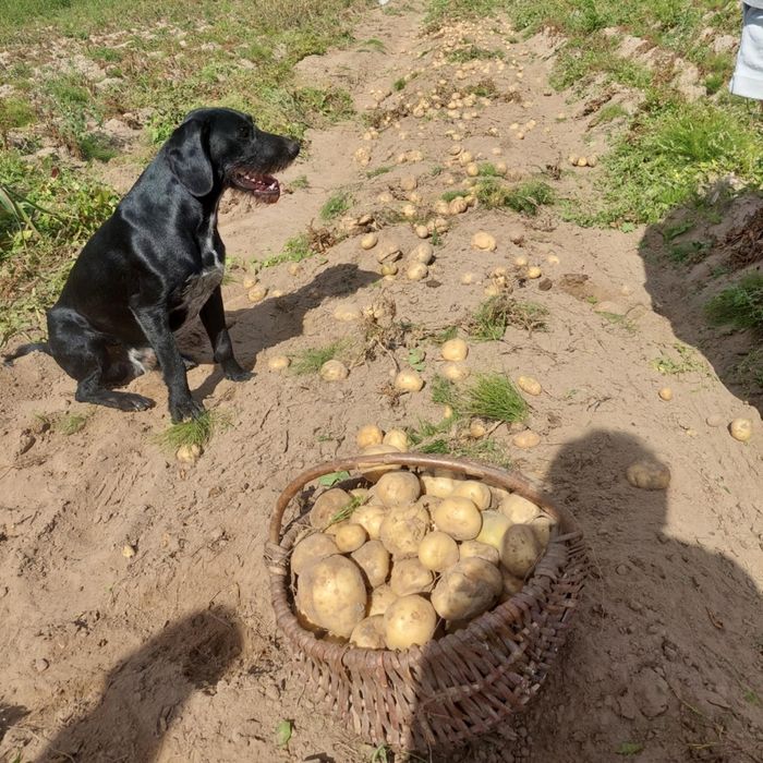 Ziemniaki Amerykany I Irga