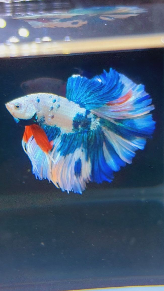 Betta Nemo MASSON rezerwacja