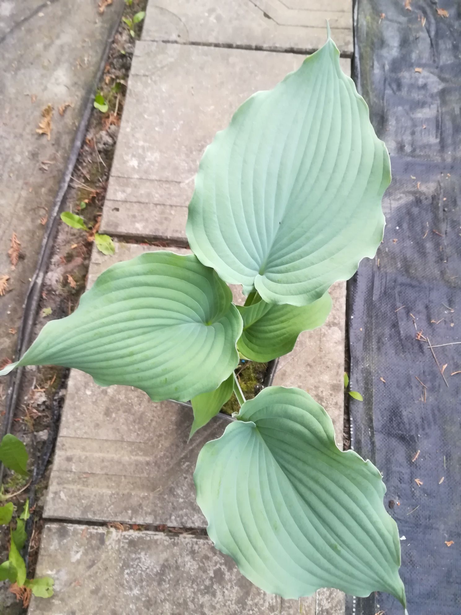 Funkia, hosta piękna roślina rabatowa, cieniolubna