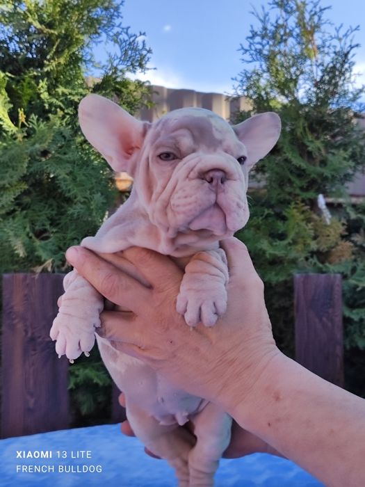 Красотка французький бульдог Нью шейд мерлле.