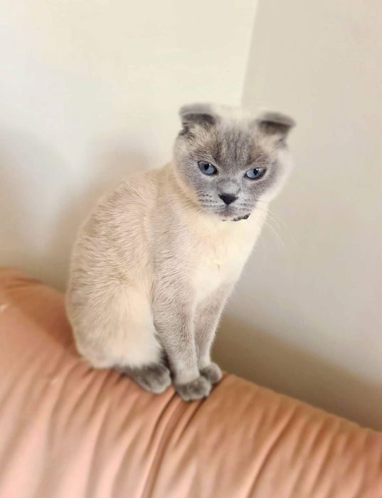 Przepiękny kotek szkocki prostouchy - Liliowy Point