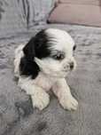 Piękna suczka Shih Tzu