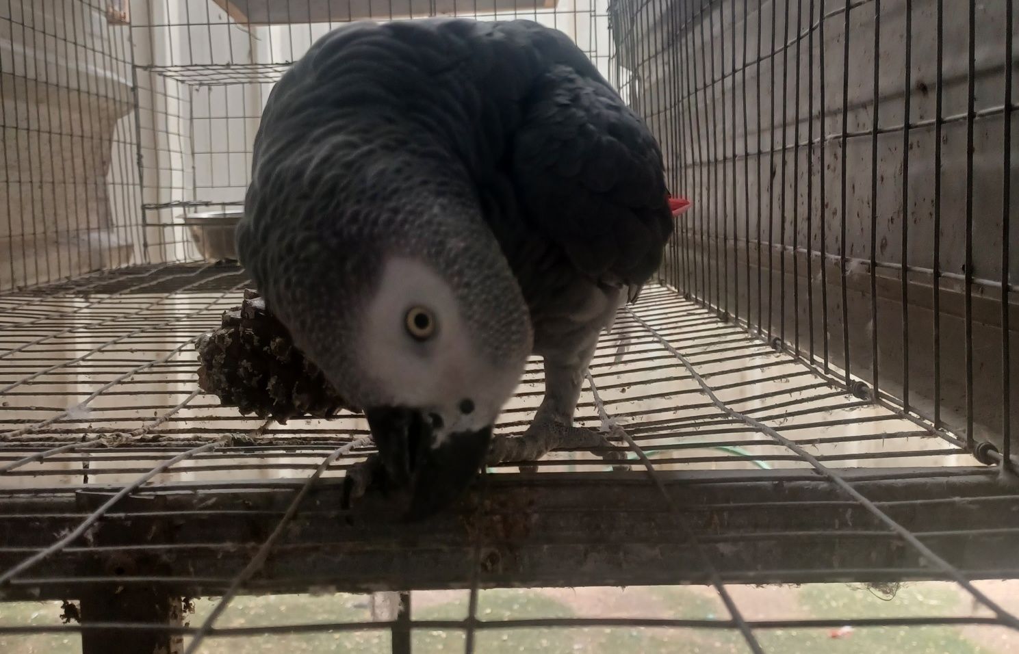 Papagaio cinzento