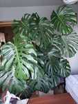 Monstera gigant ogromna piękna zdrowa