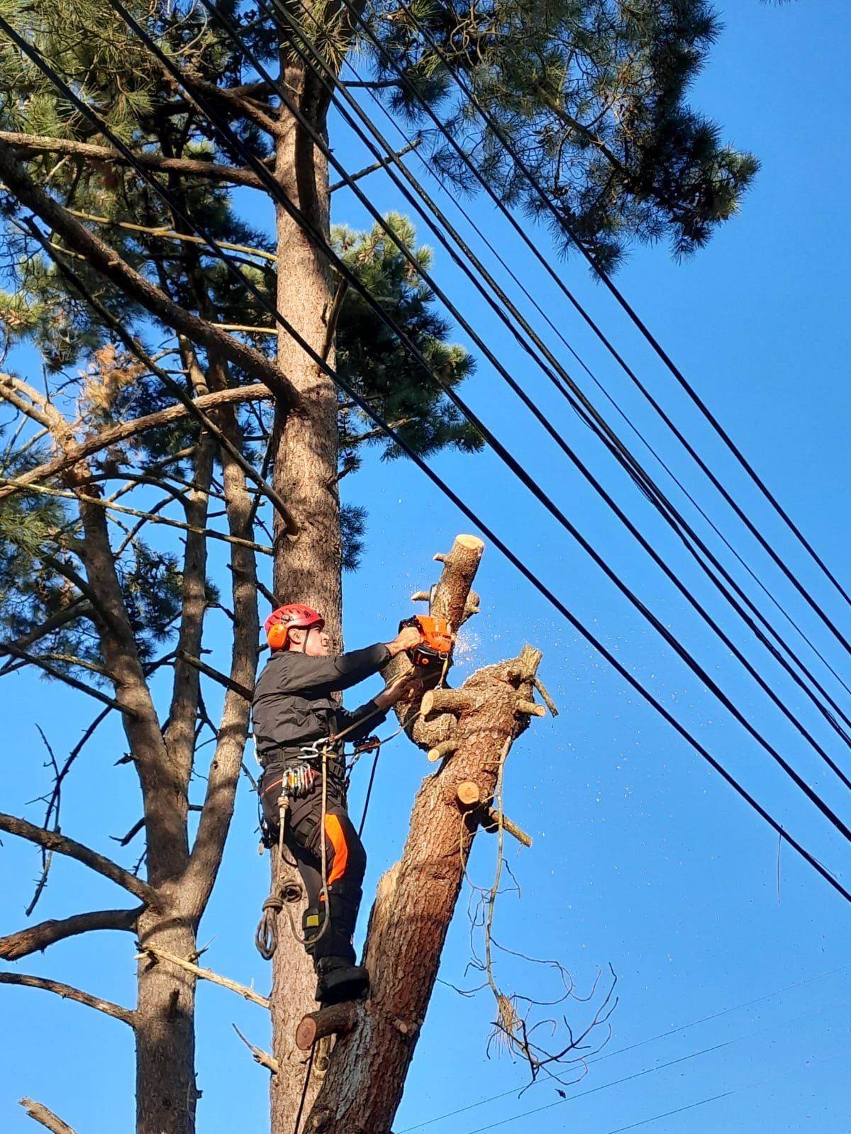 Corte e abate de árvores em situação difícil.