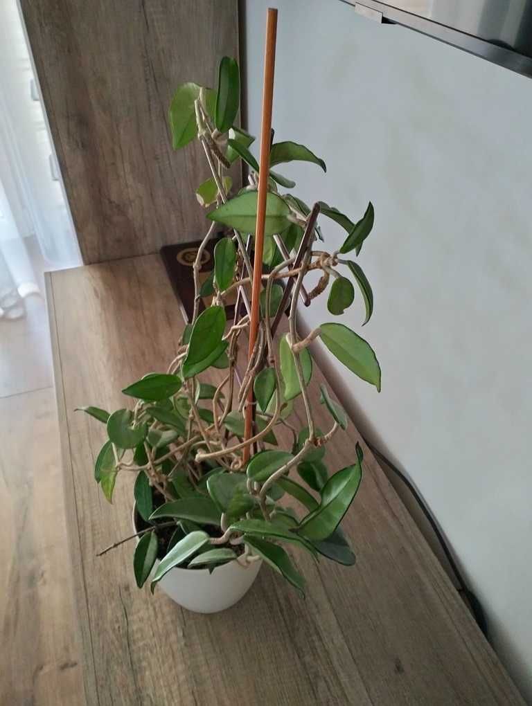 Kwiat Hoja Carnosa Woskownica Różowa