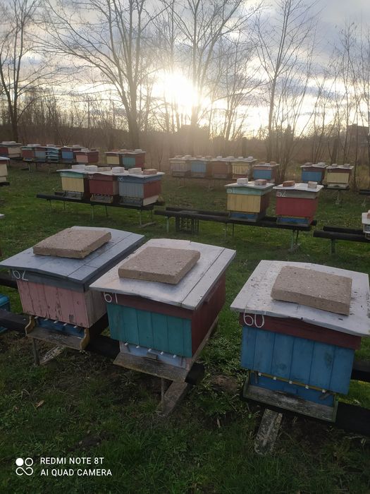 Ule wielkopolskie 12 ramkowe