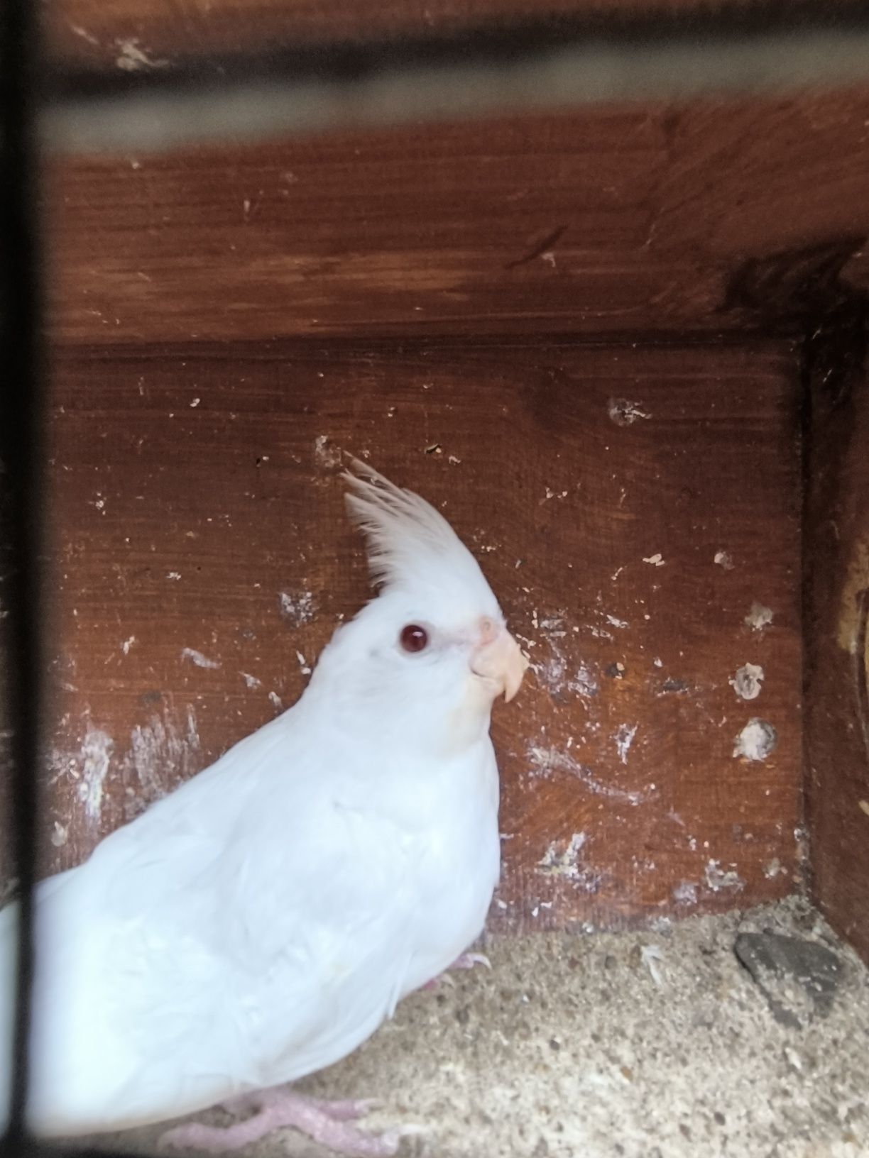 Nimfa biała albino