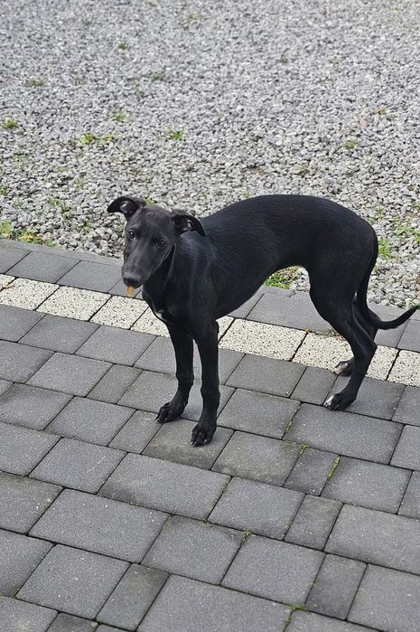 Chart angielski whippet suczka Maja