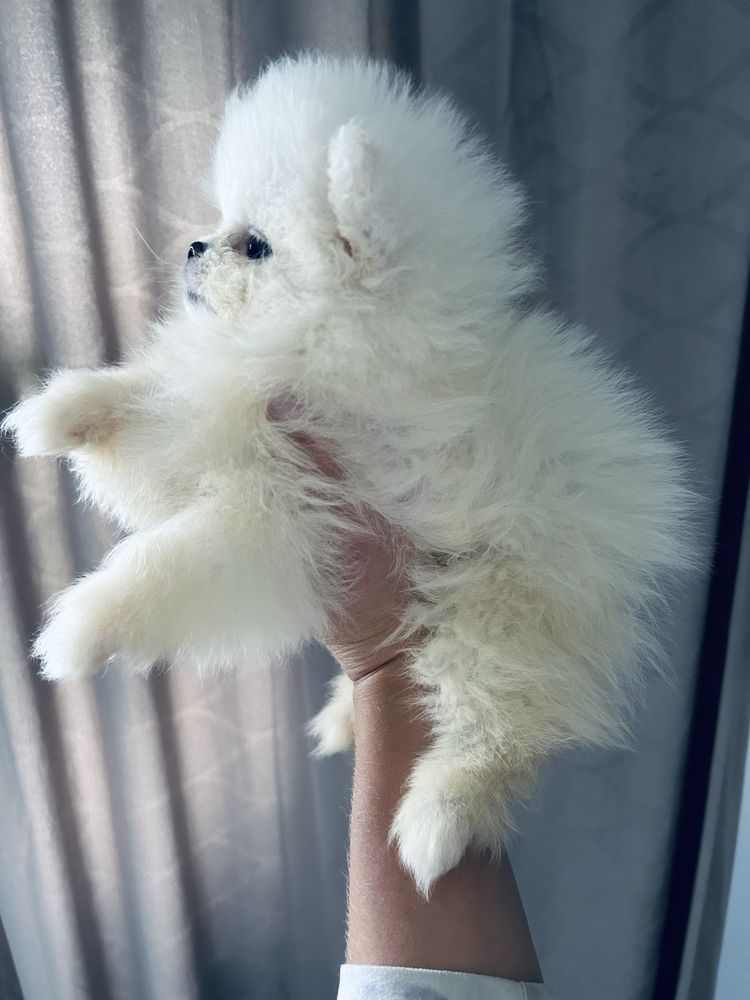 **Chico** szpic miniaturowy, pomeranian, malutki piesek