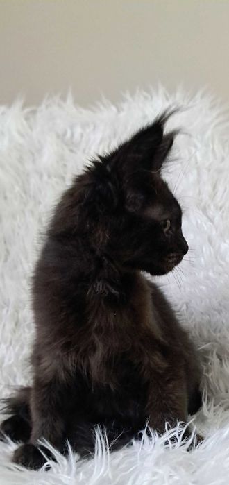 Gotowy do odbioru kocurek Maine Coon