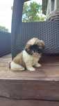 Shih tzu szuka domu