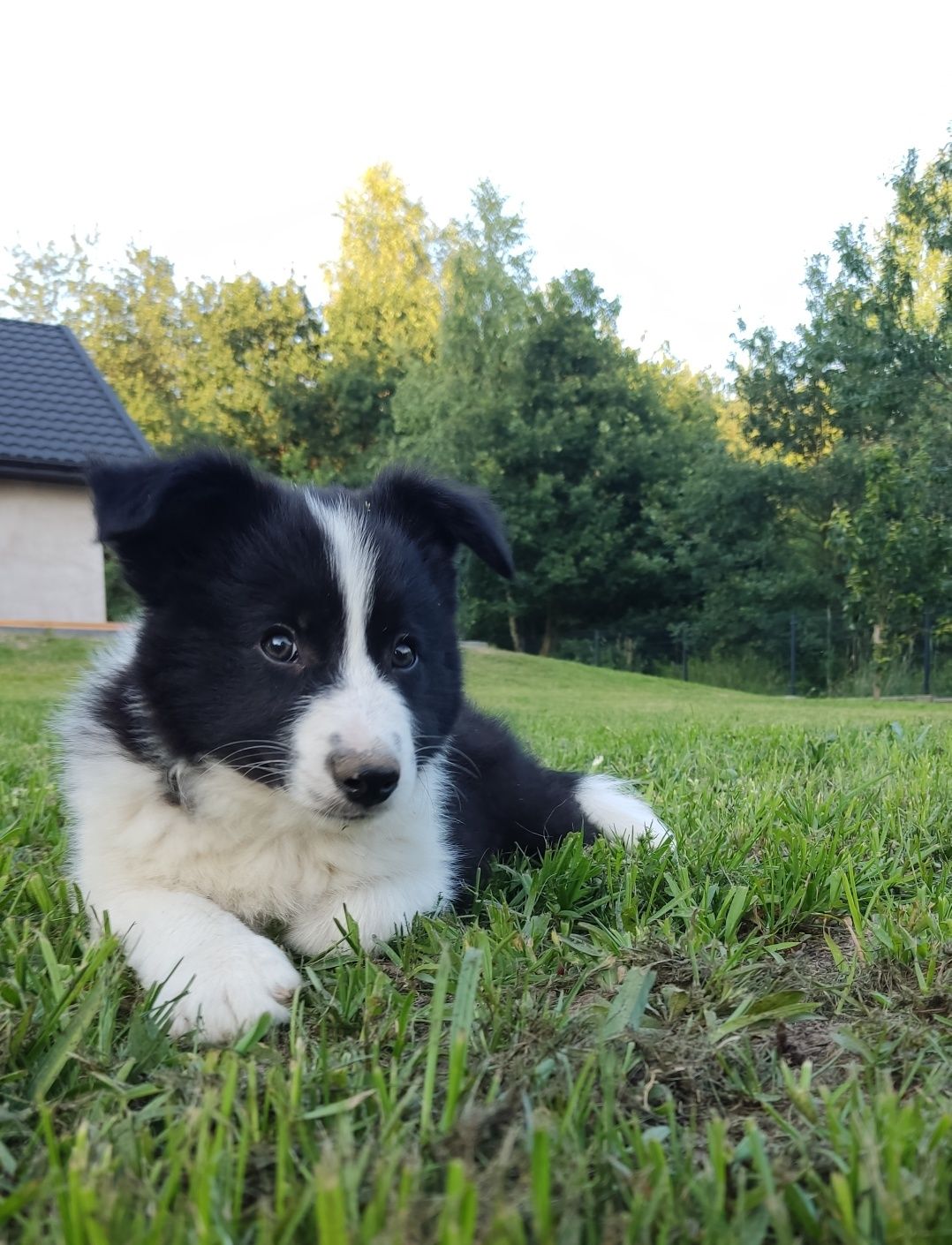 Wspaniały piesek Border Collie - gotowy do odbioru! Barni