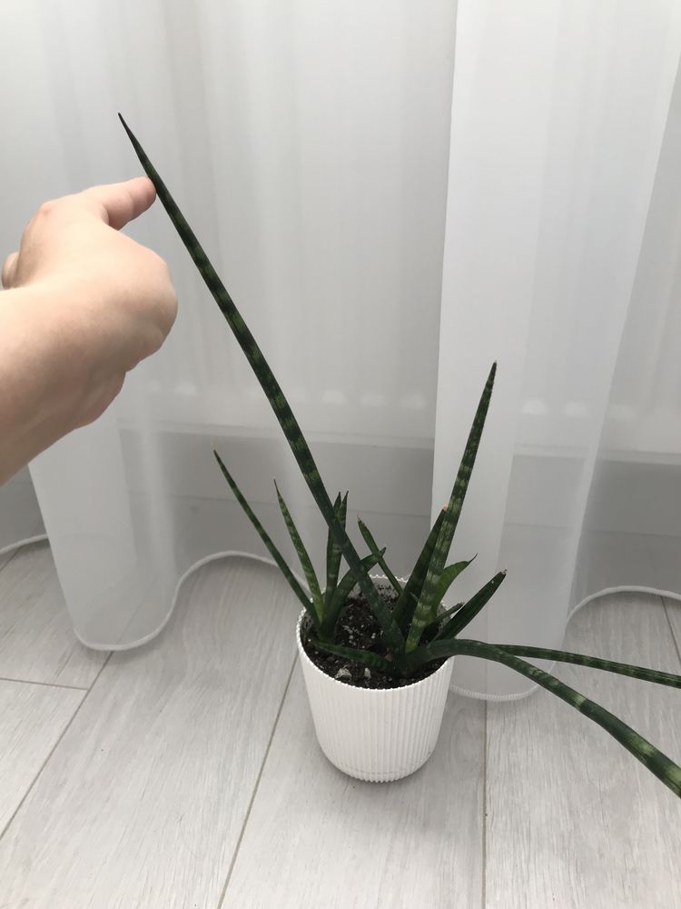 Сансевьерия цилиндрика Sansevieria cylindrica мини домашний цветок в г