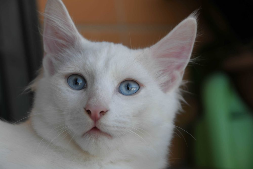 Bonifácio: gatinho Angorá Turco. Branco. olhos azuis. LOP e vacinas